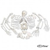 Модель целого скелета, разобранная, с черепом из 3 частей