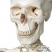 Модель скелета «Stan», на 5-рожковой роликовой стойке