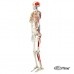 Модель скелета с мышцами «Max», подвешиваемая на 5-рожковой роликовой стойке