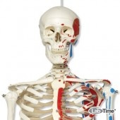 Модель скелета с мышцами «Max», на 5-рожковой роликовой стойке