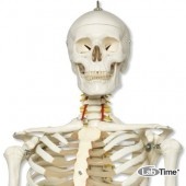 Модель гибкого скелета «Fred» класса «люкс» (одна гибкая кисть и ступня), на 5-рожковой роликовой с