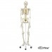 Модель гибкого скелета «Fred» класса «люкс» (одна гибкая кисть и ступня), на 5-рожковой роликовой с