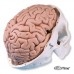 Классическая модель черепа с мозгом, 8 частей