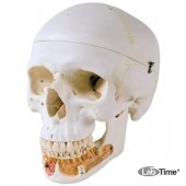 Классическая модель черепа, с открывающейся челюстью, 3 части
