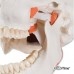 Функциональная модель черепа с жевательными мышцами, 2 части
