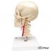 Дидактическая модель черепа класса «люкс», материал BONElike™, 8 частей
