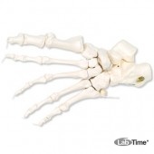 Модель скелета левой стопы, соединенная нейлоновой нитью