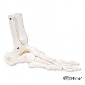 Модель скелета правой стопы с фрагментами большеберцовой и малоберцовой костей, на гибком креплении