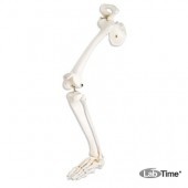 Модель скелета левой ноги с тазовой костью