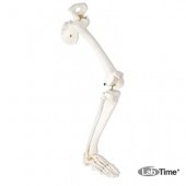 Модель скелета правой ноги с тазовой костью