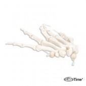 Модель скелета левой кисти, соединенная нейлоновой нитью