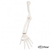 Модель скелета левой руки