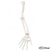Модель скелета правой руки