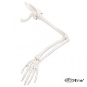 Модель скелета левой руки с лопаткой и ключицей
