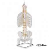 Классическая модель гибкого позвоночника с ребрами и головками бедренных костей