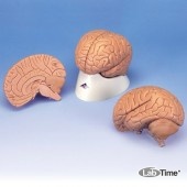 Модель мозга для начального изучения, 2 части