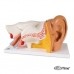 Модель уха, 3-кратное увеличение, 6 частей