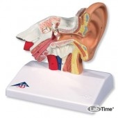 Настольная модель уха, 1.5-кратное увеличение