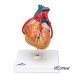 Классическая модель сердца с шунтом, 2 части