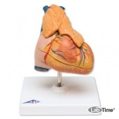 Классическая модель сердца с вилочковой железой, 3 части