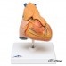 Классическая модель сердца с вилочковой железой, 3 части