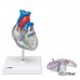 Классическая модель сердца с проводящей системой, 2 части