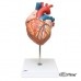 Модель сердца, 2-кратное увеличение, 4 части