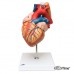 Модель сердца с пищеводом и трахеей, 2-кратное увеличение, 5 частей
