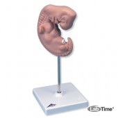 Модель эмбриона, 25-кратное увеличение