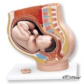Модель беременности, 3 части