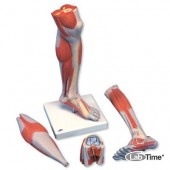 Модель нижней части ноги с мышцами и коленным суставом, 3 части