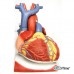 Модель сердца на диафрагме, 3-кратное увеличение, 10 частей