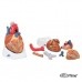 Модель сердца, 7 частей
