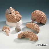 Модель мозга с артериями, 5 частей