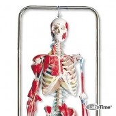Модель физиотерапевтического скелета