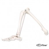 Модель скелета левой ноги
